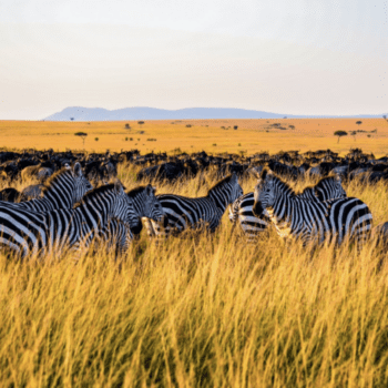 AI for Nature: Saving the Serengeti Ecosystem